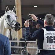 Senior Stallion Gold Champion: Baarez Al Farida (Imperial Baarez X Nour Saqr)