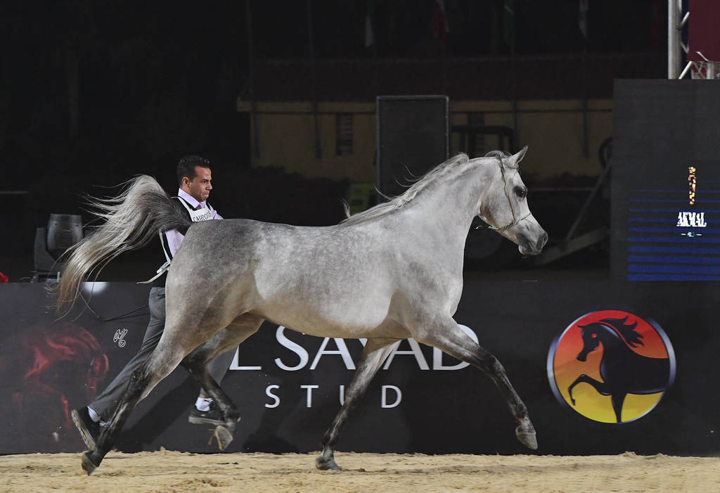 Senior Stallion Silver Champion: Kenz Tahani  (Kenz Tahani X Rawda Tahani)