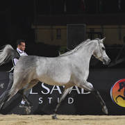 Senior Stallion Silver Champion: Kenz Tahani  (Kenz Tahani X Rawda Tahani)