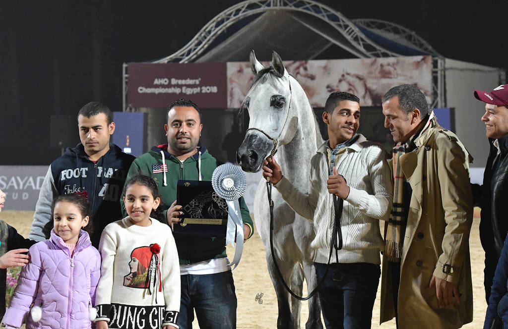 Senior Stallion Silver Champion: Kenz Tahani  (Kenz Tahani X Rawda Tahani)
