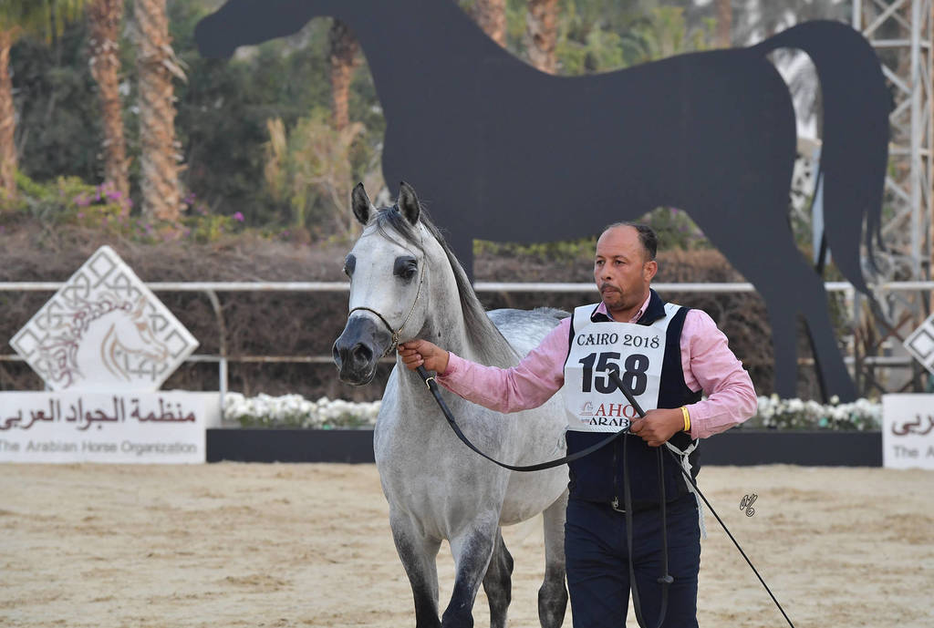 Senior Stallion Silver Champion: Kenz Tahani  (Kenz Tahani X Rawda Tahani)