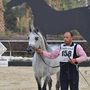 Senior Stallion Silver Champion: Kenz Tahani  (Kenz Tahani X Rawda Tahani)