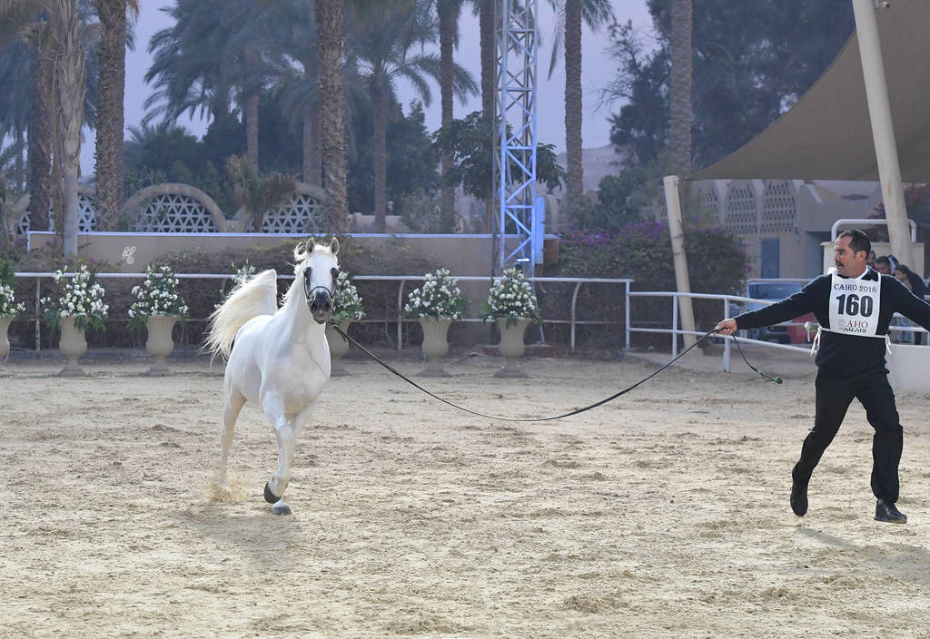 Senior Stallion Bronze Champion: Asad El Ekhlass (Jamil Al Rayyan X Aanisah Al Zamet)