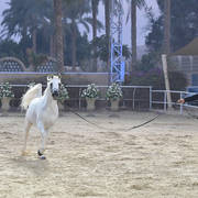 Senior Stallion Bronze Champion: Asad El Ekhlass (Jamil Al Rayyan X Aanisah Al Zamet)