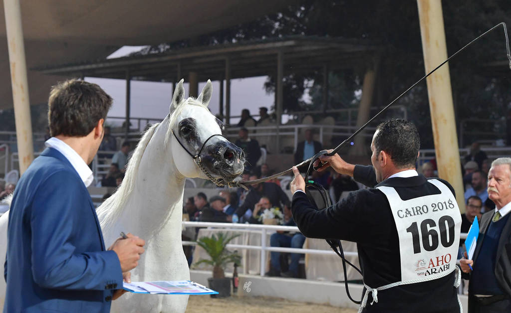 Senior Stallion Bronze Champion: Asad El Ekhlass (Jamil Al Rayyan X Aanisah Al Zamet)