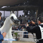 Senior Stallion Bronze Champion: Asad El Ekhlass (Jamil Al Rayyan X Aanisah Al Zamet)