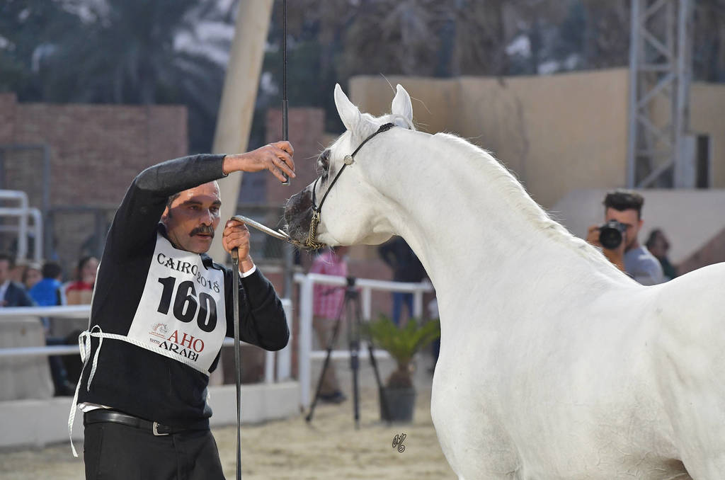 Senior Stallion Bronze Champion: Asad El Ekhlass (Jamil Al Rayyan X Aanisah Al Zamet)