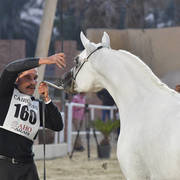 Senior Stallion Bronze Champion: Asad El Ekhlass (Jamil Al Rayyan X Aanisah Al Zamet)
