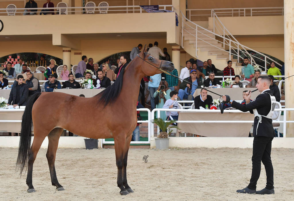Senior Mare Gold Champion: Sherouk Al Farida (Amaar Al Rayyan x MB Mazaraa)