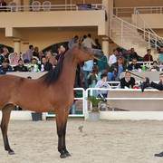 Senior Mare Gold Champion: Sherouk Al Farida (Amaar Al Rayyan x MB Mazaraa)