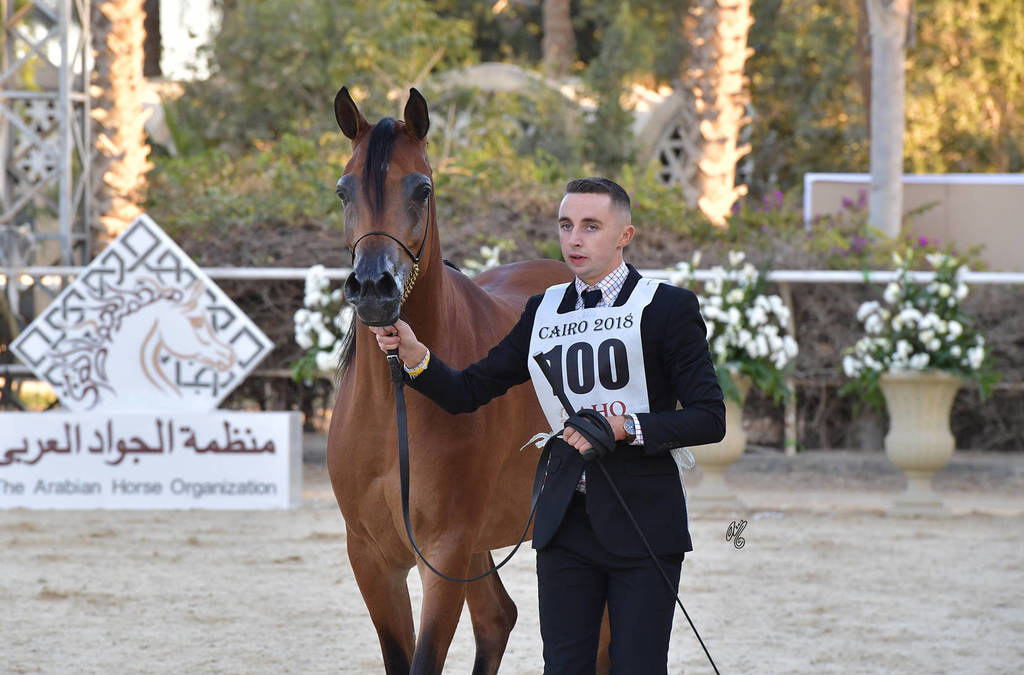 Senior Mare Gold Champion: Sherouk Al Farida (Amaar Al Rayyan x MB Mazaraa)