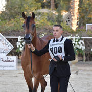 Senior Mare Gold Champion: Sherouk Al Farida (Amaar Al Rayyan x MB Mazaraa)