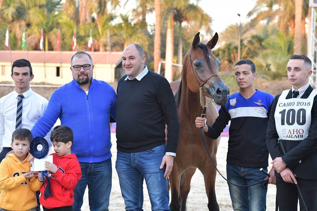 Senior Mare Gold Champion: Sherouk Al Farida (Amaar Al Rayyan x MB Mazaraa)