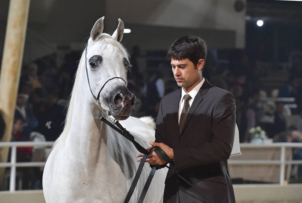 Yearling Filly Bronze Champion: Arieeb Al Mamlaka (GM Aiyad X Ajemdaa)