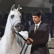 Yearling Filly Bronze Champion: Arieeb Al Mamlaka (GM Aiyad X Ajemdaa)