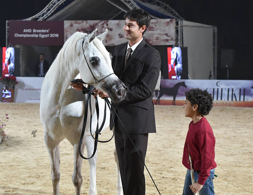 Senior Mare Silver Champion: Zawaher Fila (Murtajab Al Nakeeb X Zahrana)