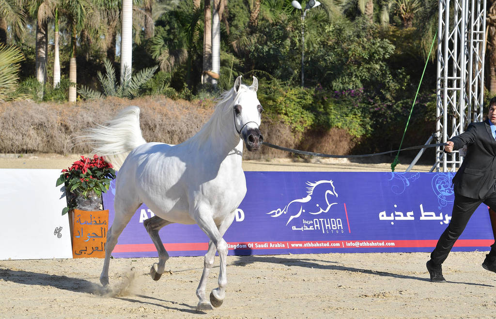Senior Mare Silver Champion: Zawaher Fila (Murtajab Al Nakeeb X Zahrana)