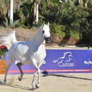 Senior Mare Silver Champion: Zawaher Fila (Murtajab Al Nakeeb X Zahrana)
