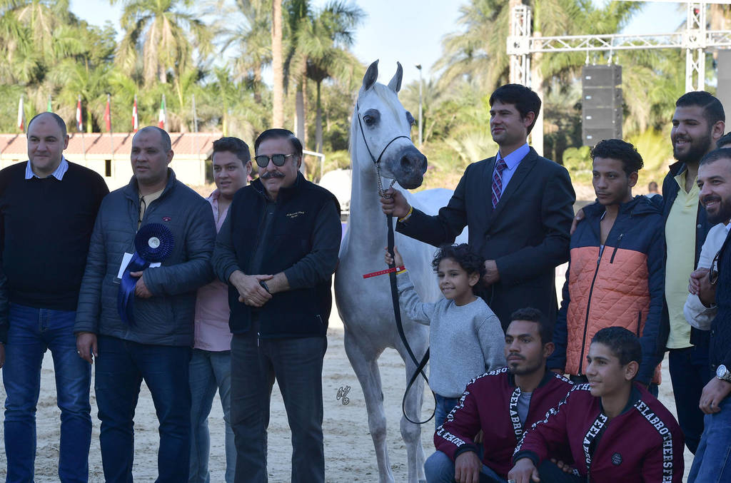 Senior Mare Silver Champion: Zawaher Fila (Murtajab Al Nakeeb X Zahrana)