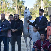 Senior Mare Silver Champion: Zawaher Fila (Murtajab Al Nakeeb X Zahrana)