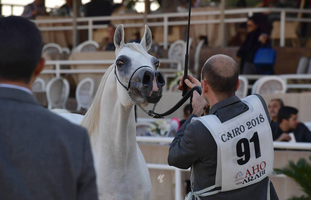 Senior Mare Bronze Champion: Moly Al Nile (Khaled Saqr X Ashgar)