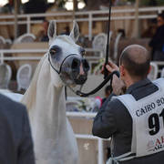 Senior Mare Bronze Champion: Moly Al Nile (Khaled Saqr X Ashgar)
