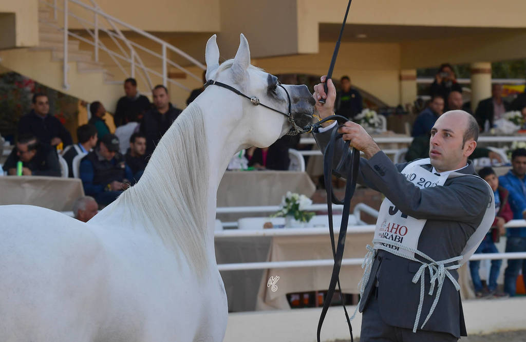 Senior Mare Bronze Champion: Moly Al Nile (Khaled Saqr X Ashgar)