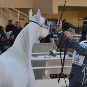 Senior Mare Bronze Champion: Moly Al Nile (Khaled Saqr X Ashgar)