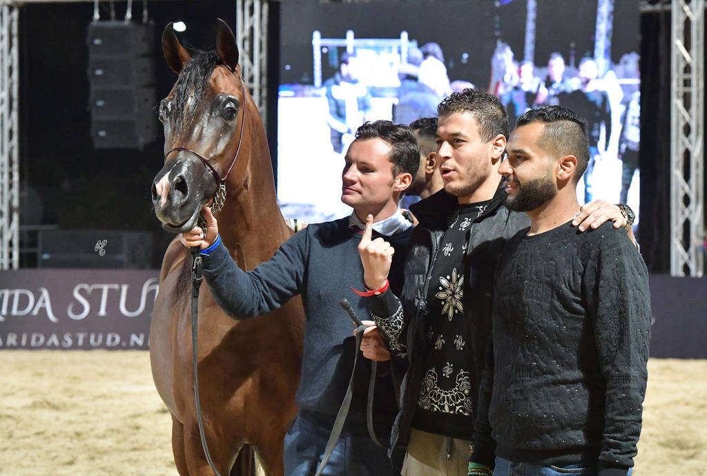 Junior Colt Gold Champion: Fawaz Al Mamlaka (PCF Vision X UL Sid Parma)