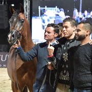 Junior Colt Gold Champion: Fawaz Al Mamlaka (PCF Vision X UL Sid Parma)