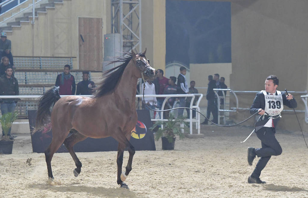 Junior Colt Gold Champion: Fawaz Al Mamlaka (PCF Vision X UL Sid Parma)