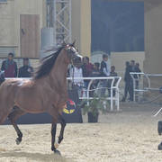 Junior Colt Gold Champion: Fawaz Al Mamlaka (PCF Vision X UL Sid Parma)