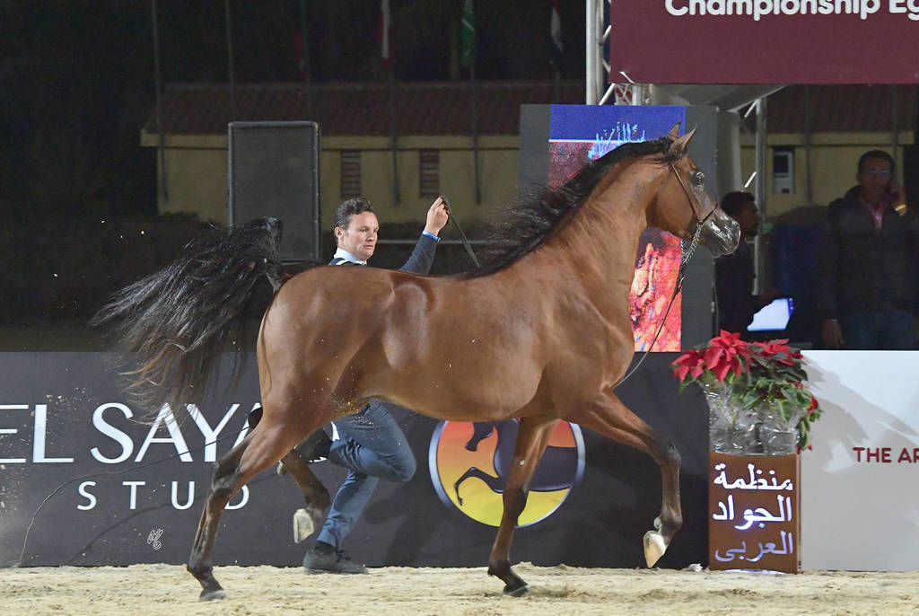 Junior Colt Gold Champion: Fawaz Al Mamlaka (PCF Vision X UL Sid Parma)