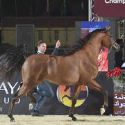 Junior Colt Gold Champion: Fawaz Al Mamlaka (PCF Vision X UL Sid Parma)