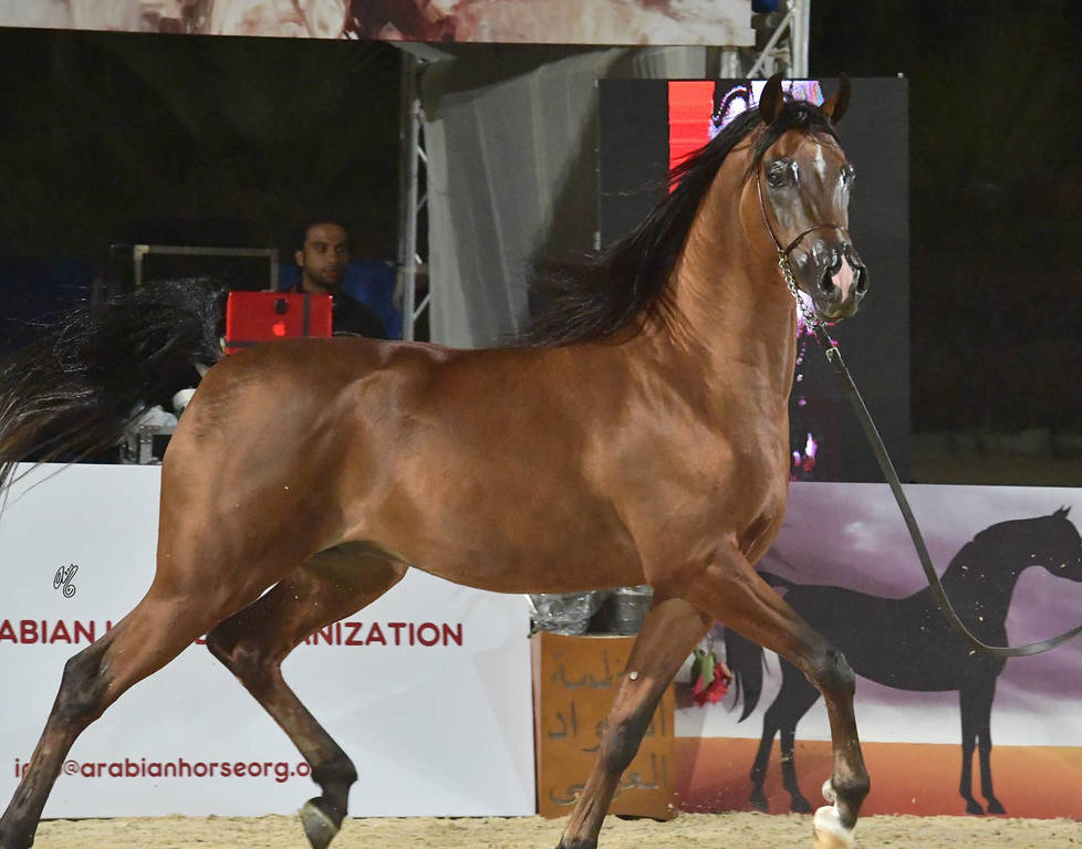 Junior Colt Gold Champion: Fawaz Al Mamlaka (PCF Vision X UL Sid Parma)