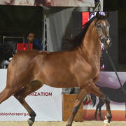 Junior Colt Gold Champion: Fawaz Al Mamlaka (PCF Vision X UL Sid Parma)