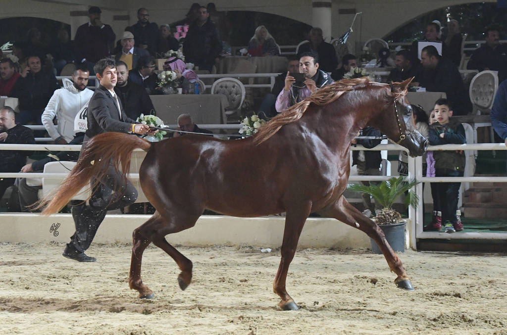 Junior Colt Silver Champion: Safir Teebah (Shah El Khorafi X Zeina Teebah)