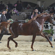 Junior Colt Silver Champion: Safir Teebah (Shah El Khorafi X Zeina Teebah)