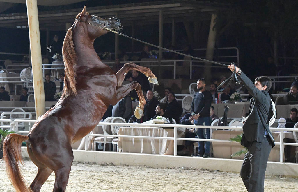 Junior Colt Silver Champion: Safir Teebah (Shah El Khorafi X Zeina Teebah)