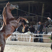 Junior Colt Silver Champion: Safir Teebah (Shah El Khorafi X Zeina Teebah)