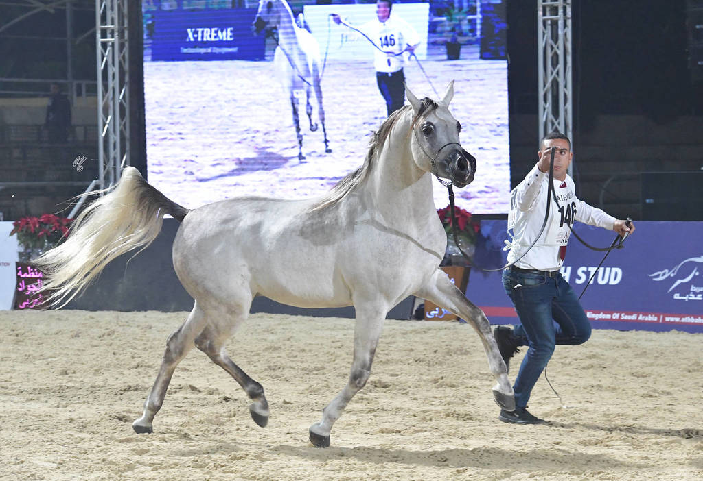 Junior Colt Bronze  Champion: Tayyar Teebah (Andaleeb Al Baidaa X Roaa Teebah)