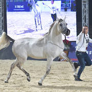 Junior Colt Bronze  Champion: Tayyar Teebah (Andaleeb Al Baidaa X Roaa Teebah)