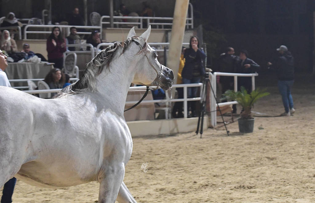 Junior Colt Bronze  Champion: Tayyar Teebah (Andaleeb Al Baidaa X Roaa Teebah)