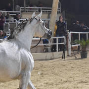 Junior Colt Bronze  Champion: Tayyar Teebah (Andaleeb Al Baidaa X Roaa Teebah)