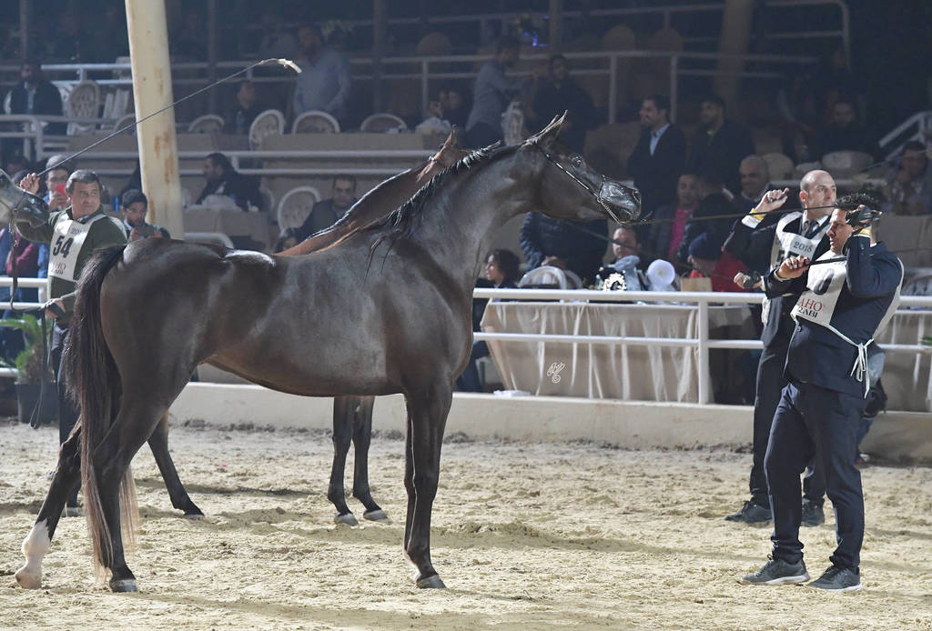 Junior Filly Gold Champion: Mansoura Al Sheruk (Moez Al Kaherah X Lamees Al Kaherah)