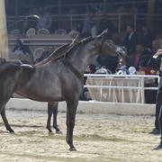 Junior Filly Gold Champion: Mansoura Al Sheruk (Moez Al Kaherah X Lamees Al Kaherah)