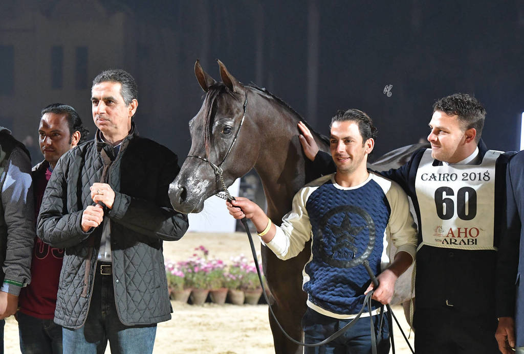 Junior Filly Gold Champion: Mansoura Al Sheruk (Moez Al Kaherah X Lamees Al Kaherah)