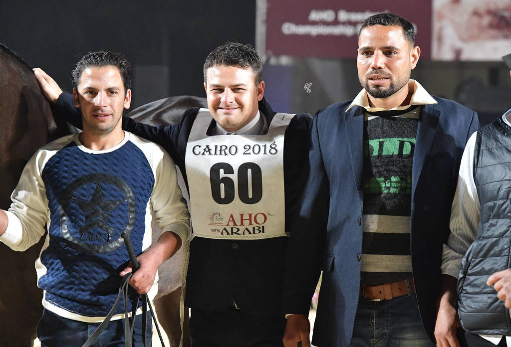 Junior Filly Gold Champion: Mansoura Al Sheruk (Moez Al Kaherah X Lamees Al Kaherah)