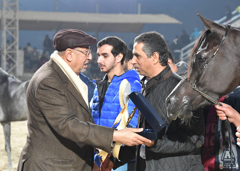 Junior Filly Gold Champion: Mansoura Al Sheruk (Moez Al Kaherah X Lamees Al Kaherah)