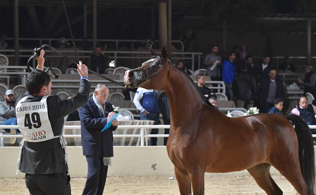 Junior Filly Silver Champion: Amani Al Mamlaka (PCF Vision X Amani Al Khalediah)